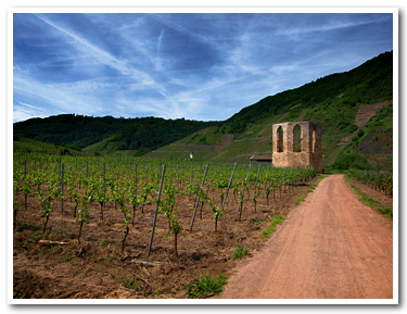 ワイン畑と修道院跡